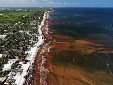 Source-feed image associated with Caribbean and Gulf of Mexico beaches swathed in record levels of seaweed