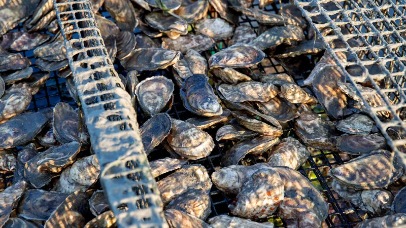 Source-feed image associated with Bullfrogs may have an antidote to deadly shellfish poisoning