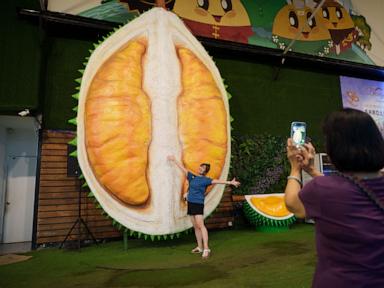Image from linked report: Inside Malaysia's gambit to make its pungent durian the most wanted