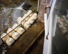 Image from linked report: Physicians’ group calls for ban on raw milk – as it’s becoming increasingly popular in the US