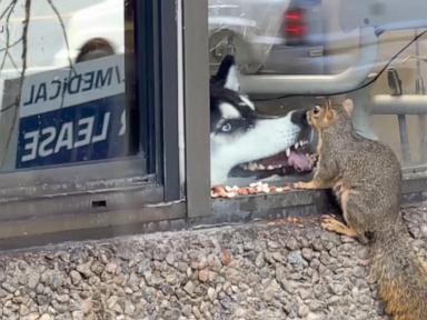 Image from linked report: WATCH: Dog watches squirrel enjoy snack