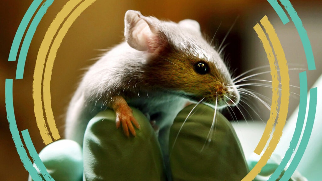 Image from linked report: Opinion: STAT+: What to think about those mice with half-human brains