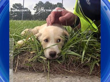 Source-feed image associated with WATCH: Puppies rescued from beneath sidewalk