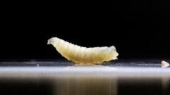 Source-feed image associated with US plans to fight flesh-eating screwworm outbreak with flies and dogs