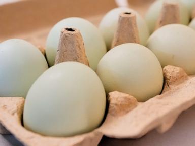 Source-feed image associated with Salmonella outbreak tied to eggs has sickened 98 people since November