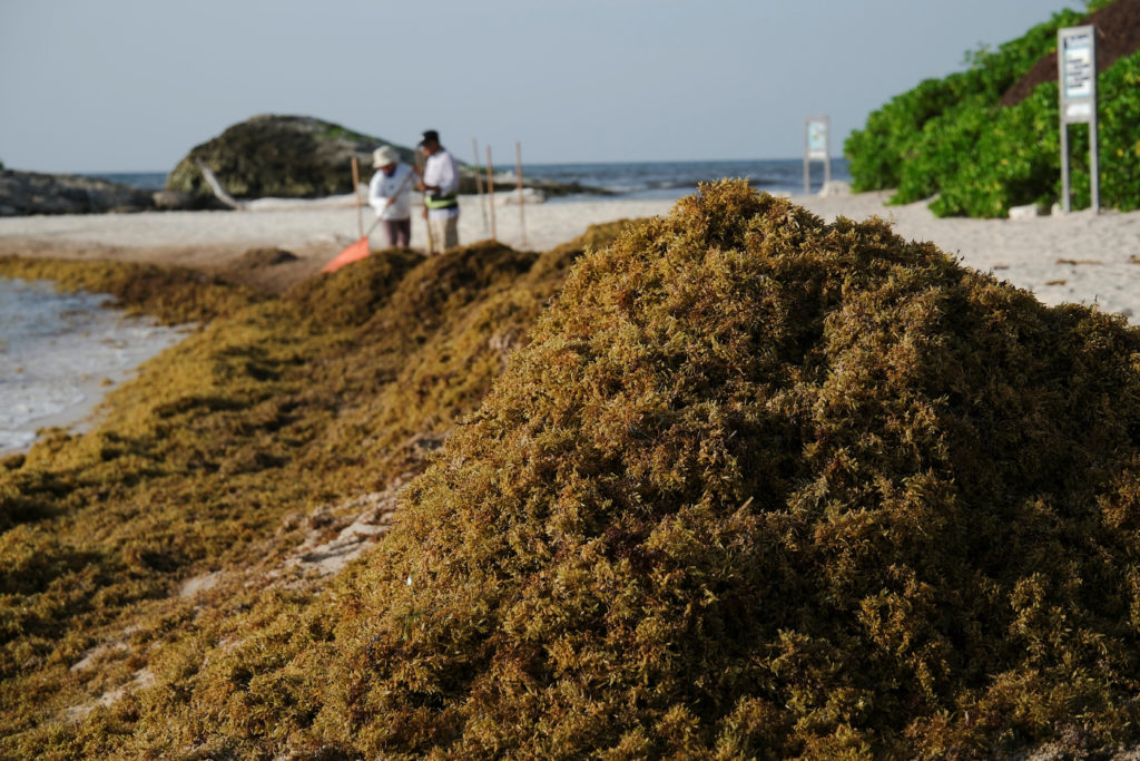 Source-feed image associated with Huge blankets of seaweed are smothering coastlines from the Caribbean to Mexico