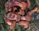 Source-feed image associated with Plantwatch: Beware a tasty mushroom with a powerful hallucinogen