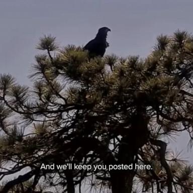Source-feed image associated with WATCH: Big Bear Valley bald eaglet accidentally falls out of nest