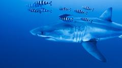 Source-feed image associated with Rare footage captured of Great White shark in Mediterranean Sea
