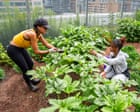 Source-feed image associated with Okra up north: how a forgotten heirloom travelled the African diaspora to Toronto