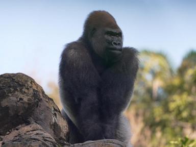 Image from linked report: WATCH: New silverback takes the lead at Disney’s Animal Kingdom