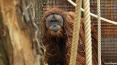 Source-feed image associated with Four days of extreme rain killed 7% of world's rarest orangutans, study says