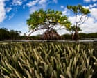 Source-feed image associated with Mangrove photography awards 2026 – in pictures