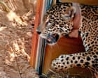 Source-feed image associated with How Bolivia’s breakthrough in jaguar rehabilitation could bring the big cat back from the brink