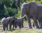 Source-feed image associated with Fifteen elephant deaths in Kenya may be due to cyanide poisoning