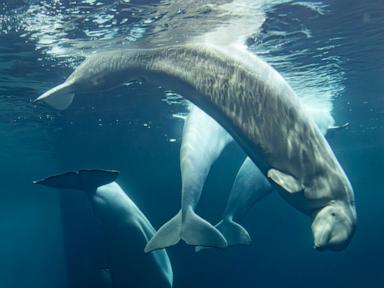 Source-feed image associated with 2 more beluga whales die at Chicago aquarium, including 1 recently rescued from Canada