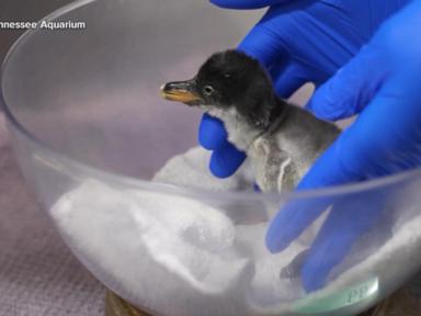 Source-feed image associated with WATCH: Tennessee Aquarium welcomes penguin baby boom