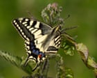 Image from linked report: Tree vaccines and gene-edited butterflies among biotechnology projects funded by UK ‘invention agency’