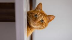 Source-feed image associated with Rental searches for pet friendly properties drop after law change