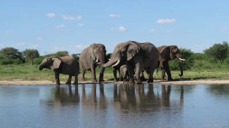 Source-feed image associated with Elephants can relearn how to live wild after years in captivity
