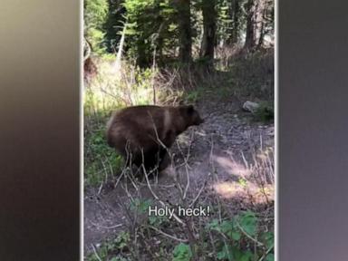 Source-feed image associated with WATCH: 2 hikers recount close encounter with grizzly bears