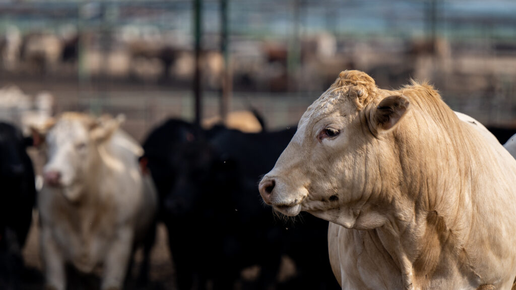 Source-feed image associated with STAT+: Advocacy groups petition FDA to withdraw approval of ‘unsafe’ use of antibiotics given to livestock