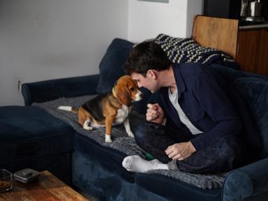 Source-feed image associated with Gene-edited beagles may offer a future option for people with dog allergies
