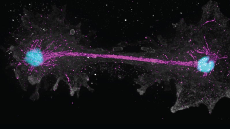 Image from linked report: Meet the ‘fire amoeba,’ a record-breaking survivor of extreme heat