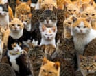 Source-feed image associated with ‘Catnomics’: how Japan’s feline fixation has become an industry worth billions