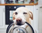 Source-feed image associated with Dogs blink more often when they see owners blinking, study finds