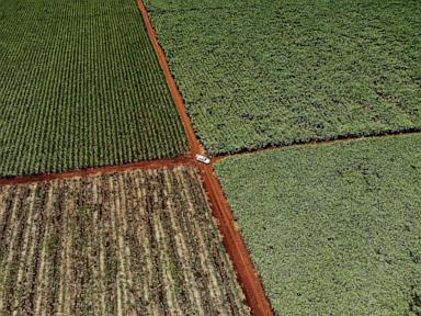 Source-feed image associated with Court fight begins over South Africa’s land law that irks the Trump administration