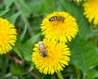 Source-feed image associated with Honeybees make specialised ‘baby food’ to give larvae balanced diet, study says