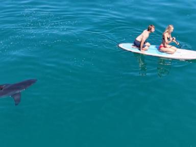 Source-feed image associated with WATCH: 'We were terrified': Great white shark stalks paddleboarders