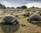 Image from linked report: Scientists discover 180,000 giant tortoises on one Seychelles island