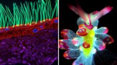 Source-feed image associated with See tiny organisms on show in microscopic video competition