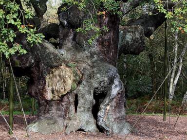 Source-feed image associated with An ancient oak tree said to have sheltered legendary Robin Hood has died