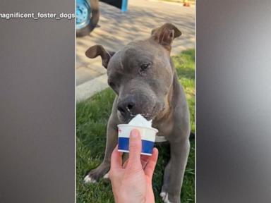 Source-feed image associated with WATCH: Senior dog goes out of his way for ice cream