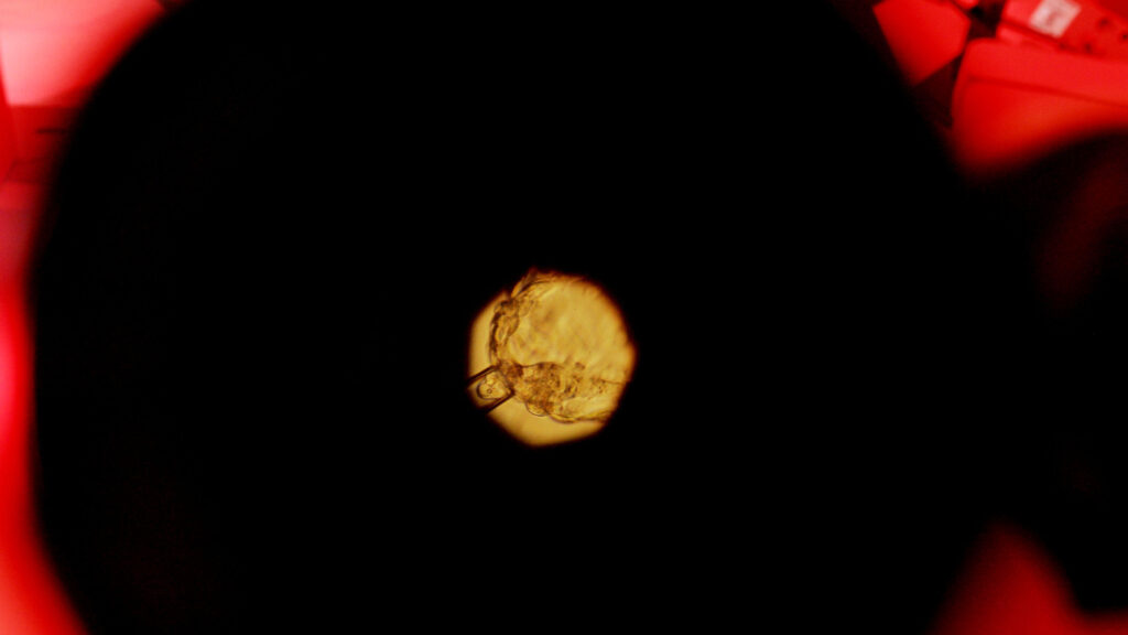 Source-feed image associated with STAT+: Embryo editing advances reignite ethical debates