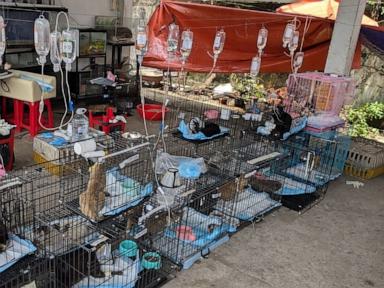 Source-feed image associated with Police rescue hundreds of cats from being eaten in Vietnam