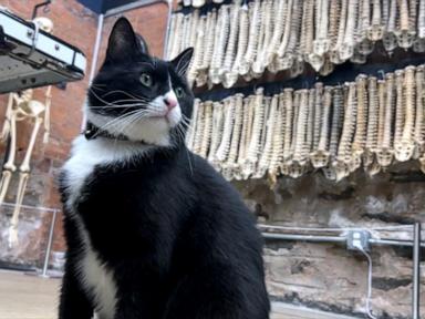 Source-feed image associated with WATCH: Cat lands museum security job