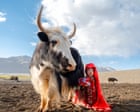Source-feed image associated with An Afghan girl calmly milks a giant yak: Daniel Malikyar’s best photograph