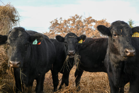 Source-feed image associated with Deadly Screwworm Parasite Found in US Threatens Cattle Herd