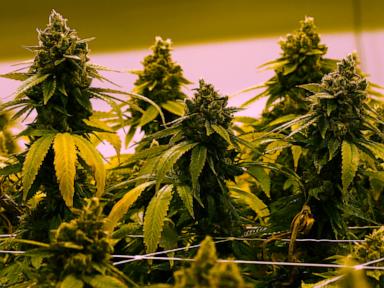 Source-feed image associated with Virginia to allow recreational marijuana be sold in retail stores beginning in 2027
