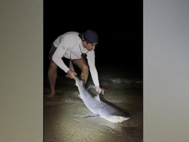 Source-feed image associated with WATCH: Tiger shark caught in New England waters sparks concern