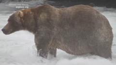 Image from linked report: Meet '89 Backpack', the chunky bear who won Fat Bear Week