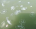 Source-feed image associated with ‘Its pretty much a guarantee you’ll get stung’: jellyfish keep swimmers out of Delaware beaches