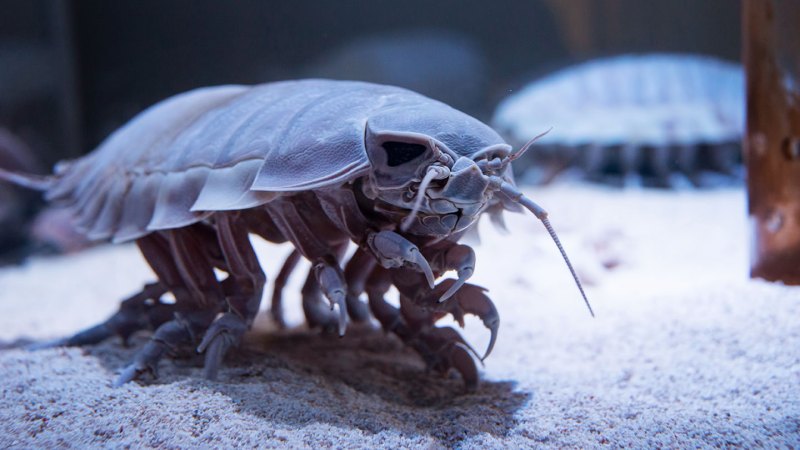 Source-feed image associated with Giant, deep-sea roly-polies steal a gene to endure starvation