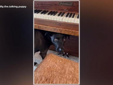 Image from linked report: WATCH: This dog really loves live classical music