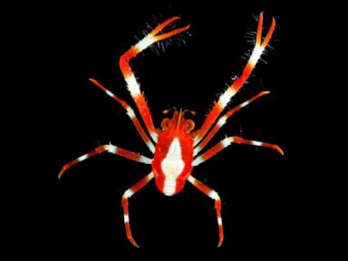 Source-feed image associated with WATCH: Scientists discover dozens of new species in the Pacific