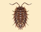 Source-feed image associated with ‘Bumbling, mumbling’ tidiers of our world: the unexpected superpowers of the common woodlouse